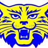blue and yellow wildcat