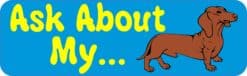 10in x 3in Ask about Dachshund Dog art magnet bumper  magnetic magnets