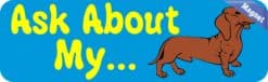 10in x 3in Ask about Dachshund Dog art magnet bumper magnetic magnets