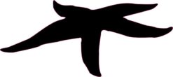 Starfish Stickers