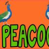 Crazy Peacock Lady