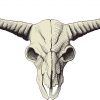 Buffalo Skull Bumper Sticker