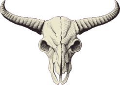 Buffalo Skull Bumper Sticker