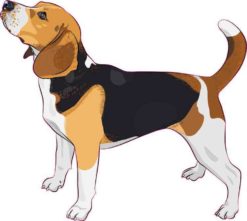Beagle Bumper Sticker