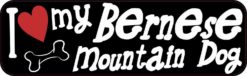 Bernese Mountain Dog