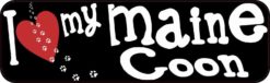 maine coon