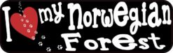 norwegian forest cat