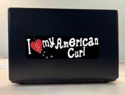 10in x 3in I Love My American Curl Bumper Sticker Vinyl Window Pet Decal