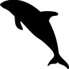 dolphin bumper sticker