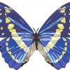 Blue Butterfly bumper sticker