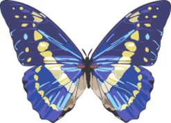 Blue Butterfly bumper sticker