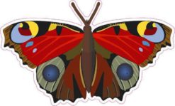 butterfly bumper sticker