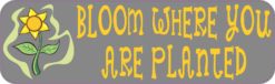 bloom where you are planted
