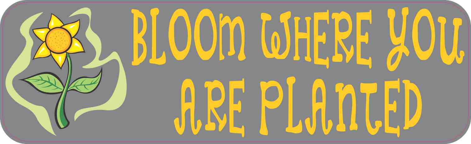 bloom where you are planted