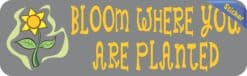 10in x 3in Bloom Where You Are Planted Bumper Sticker Vinyl Wind
