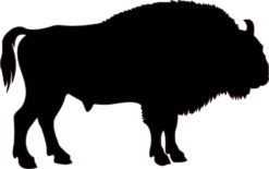 Right Facing Buffalo sticker