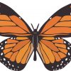 Orange Butterfly sticker