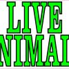 live animals magnet