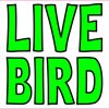 Live Bird Magnet