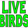 Live Birds Magnet