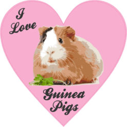 Heart I Love Guinea Pigs bumper sticker