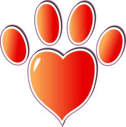 Faded Red Heart Paw Print Bumper Sticker