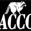 raccoons