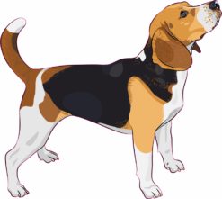beagle bumper sticker