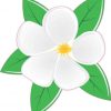 Magnolia Sticker