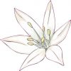 Lily Sticker