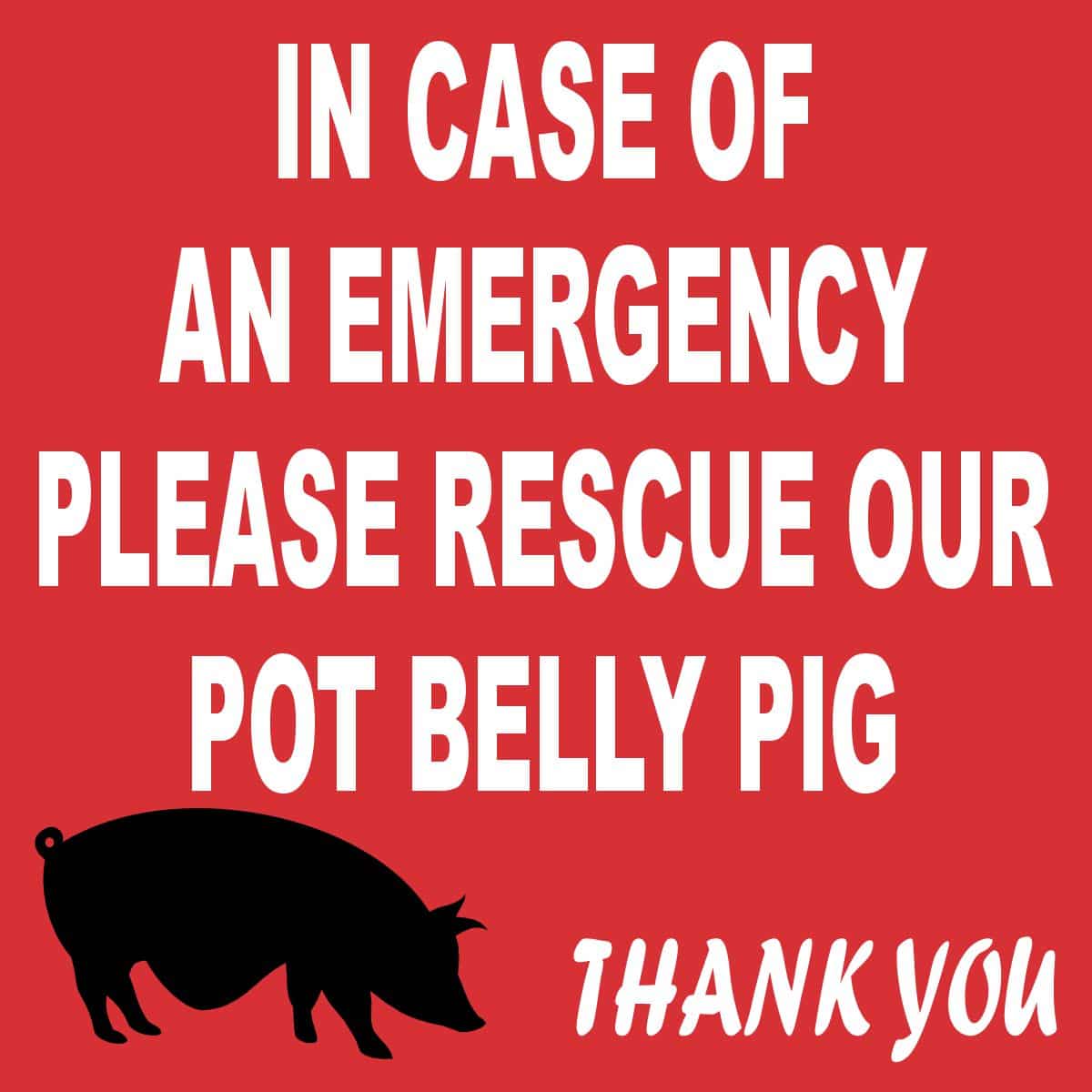 4in x 4in In Case Of An Emergency Please Rescue Our Pot Belly Pig