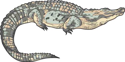Die Cut Alligator Sticker