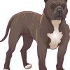 Brown Blonde Pitbull Sticker