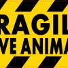 Fragile Live Animal Sticker