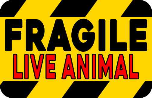 Red Fragile Live Animal Sticker