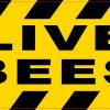 Live Bees Magnet