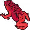 Red with Black Spots Frog Sticker