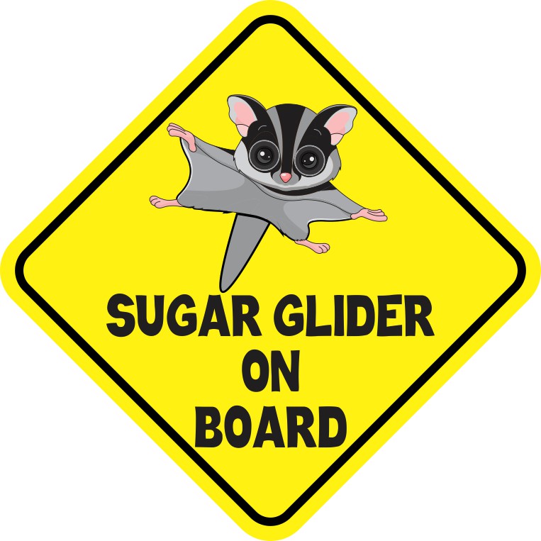 Gray Sugar Glider on Board Magnet