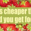 Gardening Cheaper Than Therapy Magnet