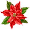 Poinsettia Vinyl Sticker