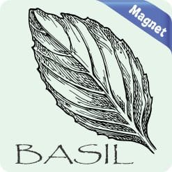Alternative view of StickerTalk Basil Magnet, 4 inches x 4 inches