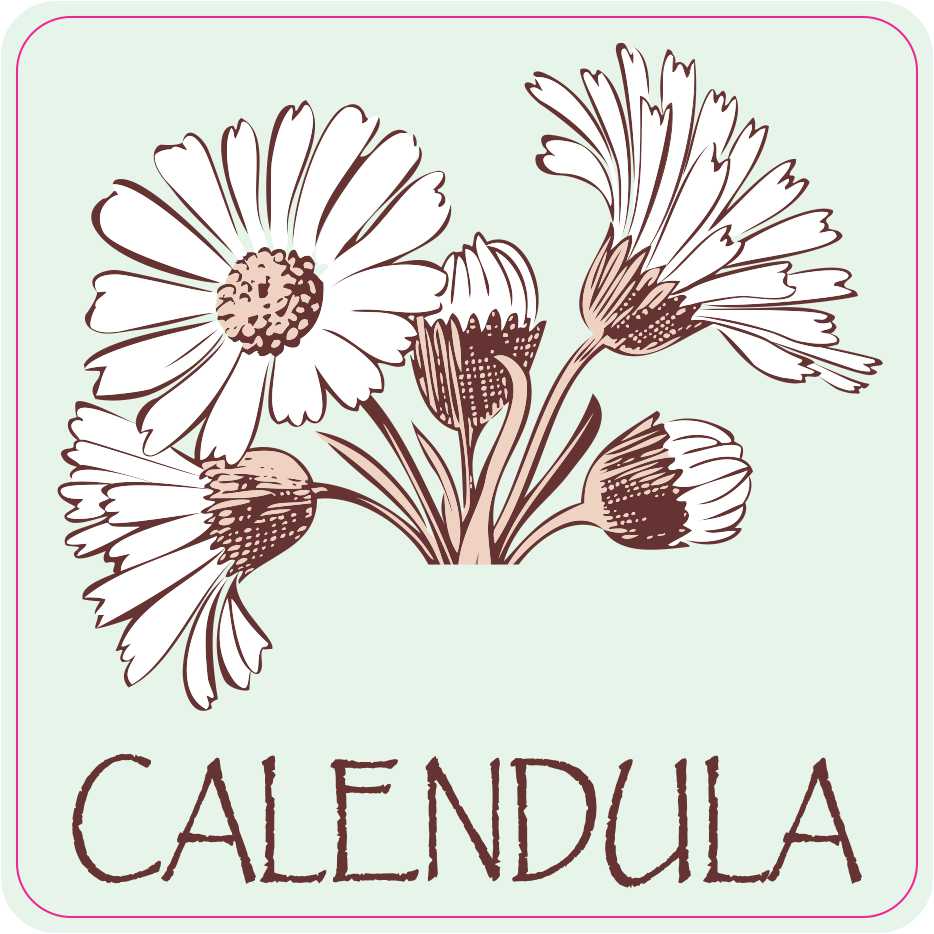 StickerTalk Calendula Magnet, 3 inches x 3 inches