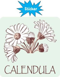 Alternative view of StickerTalk Calendula Vinyl Sticker, 3 inches x 3 inches