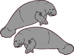 Manatee Vinyl Stickers