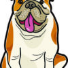 Brown Spots English Bulldog Vinyl Sticker