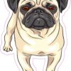 Pug Vinyl Sticker