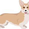 Right Facing Fawn and White Corgi Vinyl Sticker