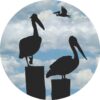 Cloudy Sky Pelicans Vinyl Sticker