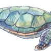 Right Facing Sea Turtle Vinyl Sticker