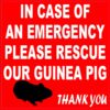 In Case of Emergency Please Rescue Guinea Pig Magnet